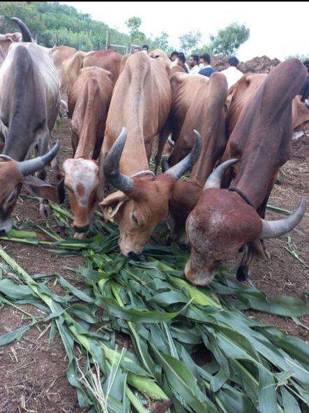 Animal welfare feed drive